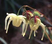Epimedium koreanum